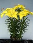 სურათი Lilium, ყვითელი ბალახოვანი მცენარე
