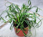 სურათი მრავალფეროვანი ლილი Turf, იასამნისფერი ბალახოვანი მცენარე