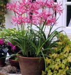 kuva Guernsey Lilja, pinkki ruohokasvi