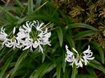 Photo Guernsey Lily, white herbaceous plant