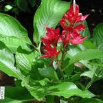 Foto Sanchezia, Brand Fingre, rød urteagtige plante