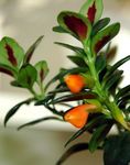 foto Hypocyrta, Pianta Pesci Rossi, arancione 