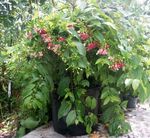 снимка Рангун Пълзящо Растение, червен лиана