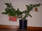 Bilde Hummer Klo, Papegøye Nebb, rød urteaktig plante