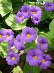 照 黑眼圈苏珊, 紫丁香 藤本植物