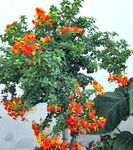 照 果酱灌木，橙色Browallia，火布什, 橙 树