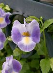 foto Wishbone Bloem, Ladys Pantoffel, Blauw Vleugel, lila opknoping planten