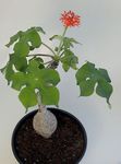 Peregrina, Gicht Pflanze, Guatemaltekische Rhabarber