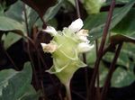 снимка Calathea, Зебра Растение, Паун Растителна, бял тревисто