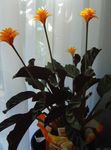 fotografie Calathea, Zebra Rostlina, Páv Rostlina, oranžový bylinné