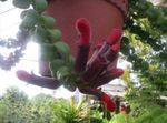 Foto Agapetes, rød hængende plante