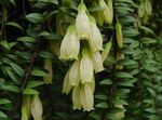 fotoğraf Agapetes, beyaz asılı bitki