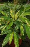 Foto Sarkanā Ingvera, Apvalks Ingvers, Indijas Ingvera, balts zālaugu augs