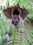 Foto Bat Galvu Lilija, Bat Ziedu, Velns Ziedu, brūns zālaugu augs