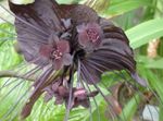 Photo Bat Head Lily, Bat Flower, Devil Flower, brown herbaceous plant