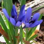 Foto Pavian Blume, Pavian Root, hellblau grasig