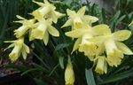 fotografie Narcise, Daffy Jos Dilly, galben planta erbacee