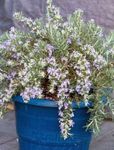 foto Rosemary, luz azul arbusto