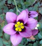 foto Sparaxis, lila kruidachtige plant