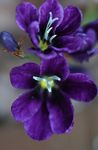 Photo Sparaxis, purple herbaceous plant