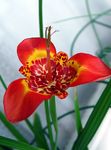 Tigridia, Meksička Školjaka Cvijet