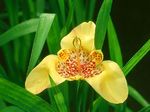 fotografie Tigridia, Mexická Shell Kvet, žltá trávovitý