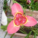 fotografie Tigridia, Mexická Shell-Flower, růžový bylinné