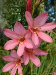 fénykép Tritonia, rózsaszín lágyszárú növény