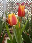 Foto Tulipan, rød urteagtige plante