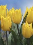fénykép Tulipán, sárga lágyszárú növény