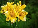 Photo Peruvian Lily, yellow herbaceous plant