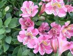 Photo Peruvian Lily, pink herbaceous plant
