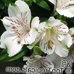 Photo Peruvian Lily, blanc herbeux