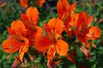 Photo Peruvian Lily, orange herbaceous plant