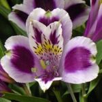 照 秘鲁百合, 紫丁香 草本植物