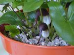 foto Mouse Tail Plant, clarete planta herbácea