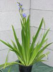 Fil Blå Säden Lilja, ljusblå örtväxter