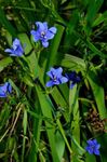 Nuotrauka Mėlyna Kukurūzų Lelija, šviesiai mėlynas žolinis augalas