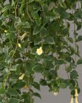 Foto Centrālamerikas Pulkstenīte, balts karājas augs
