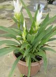 Photo Curcuma, white herbaceous plant