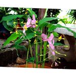 Photo Dancing Lady, pink herbaceous plant