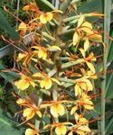 foto Hedychium, Vlinder Gember, oranje kruidachtige plant