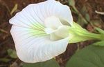 fotoğraf Kelebek Bezelye, beyaz tropik sarmaşık
