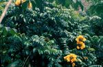 Фото Спатодея (Африканское тюльпанное дерево), желтый деревья