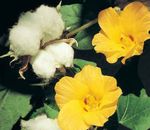 Foto Gossypium, Baumwollpflanze, gelb sträucher
