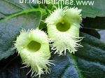 Fil Alsobia, grön ampelväxter