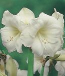 სურათი Amaryllis, თეთრი ბალახოვანი მცენარე