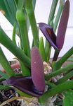 照 火鹤花，心脏花, 紫 草本植物