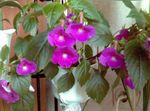 mynd Galdur Blóm, Hneta Orchid, lilac hangandi planta