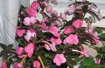 フォト 魔法の花、ナット蘭, ピンク ハンギングプラント